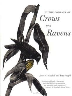  In The Company Of Crows And Ravens