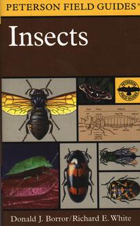  Insects Field Guide